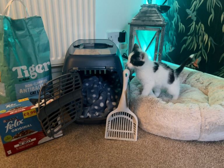 British Shorthair kittens for sale in Oldham, Greater Manchester – 3 months old - Image 2 of 4