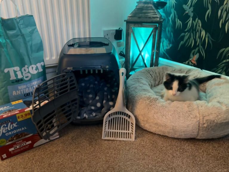 British Shorthair kittens for sale in Oldham, Greater Manchester – 3 months old - Image 4 of 4