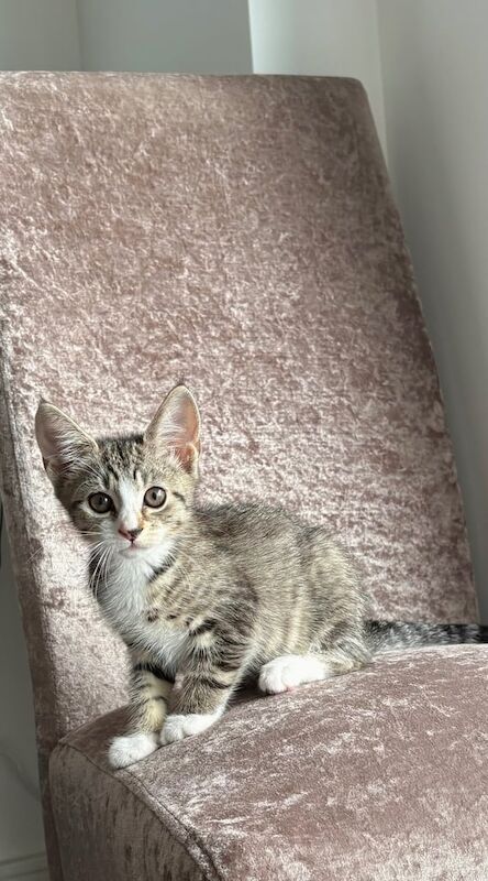 Beautiful female kitten - British Shorthair Tabby for sale in Redbridge, Greater London