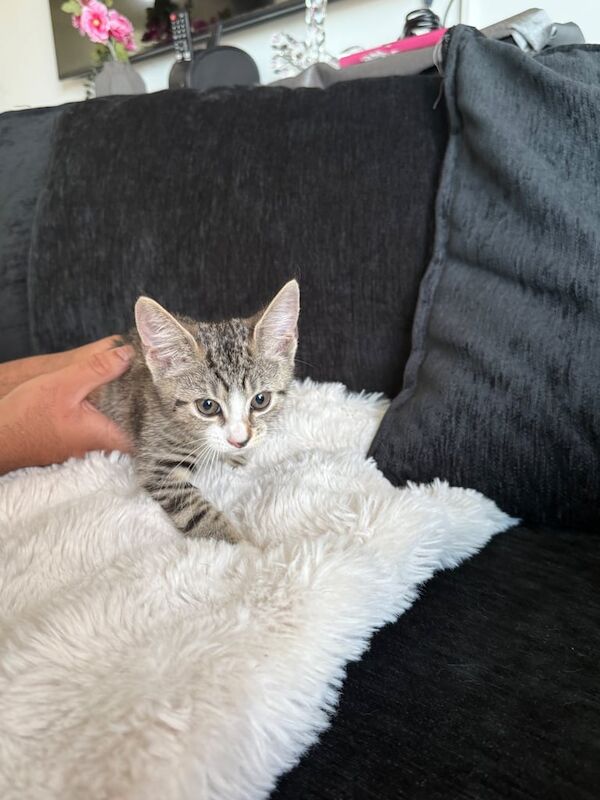 Beautiful female kitten - British Shorthair Tabby for sale in Redbridge, Greater London | Image 2