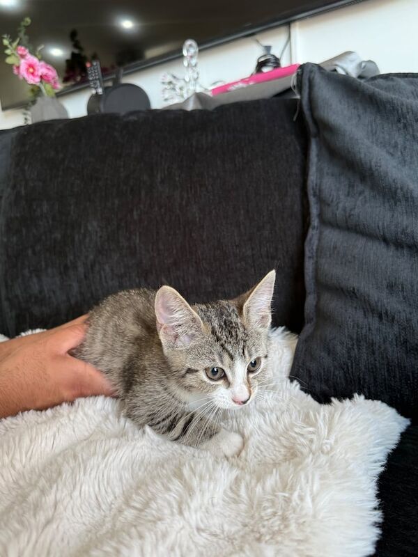 Beautiful female kitten - British Shorthair Tabby for sale in Redbridge, Greater London | Image 3