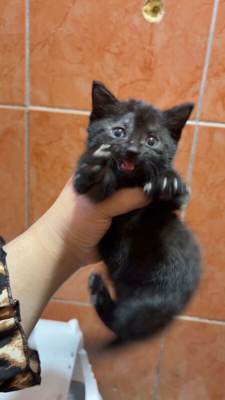 British Shorthair Kittens For Sale