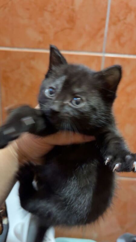 Beautiful female kitten for sale - Image 2 of 4