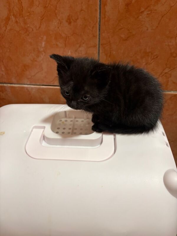 Beautiful female kitten for sale - Image 3 of 4