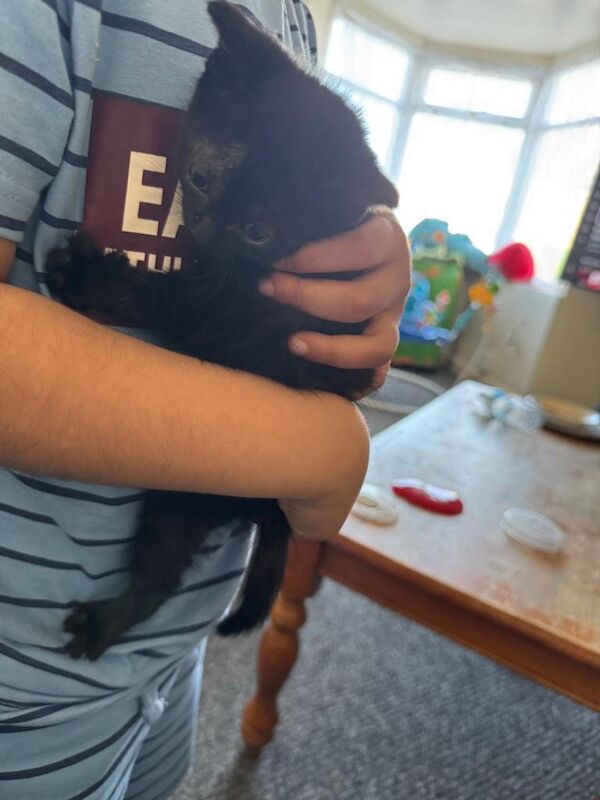 Beautiful female kitten for sale - Image 4 of 4