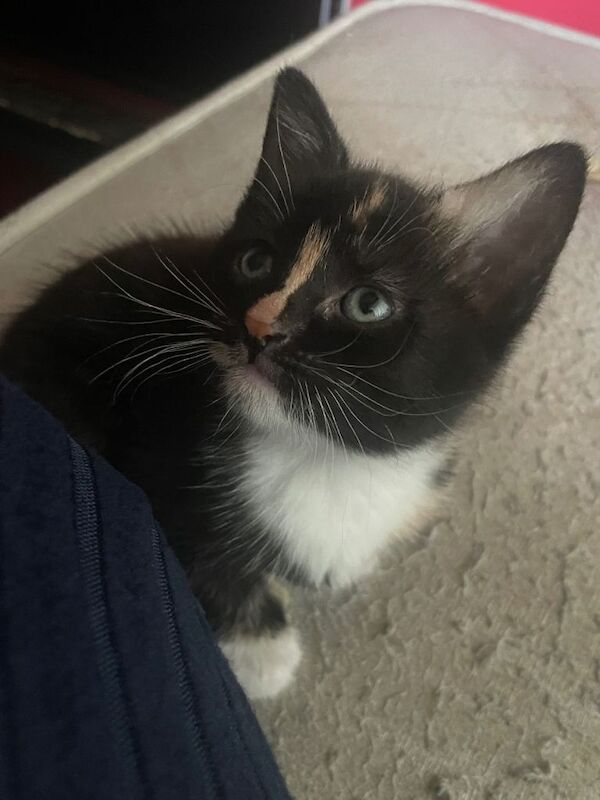 beautiful female kitten for sale !!! - Image 2 of 3