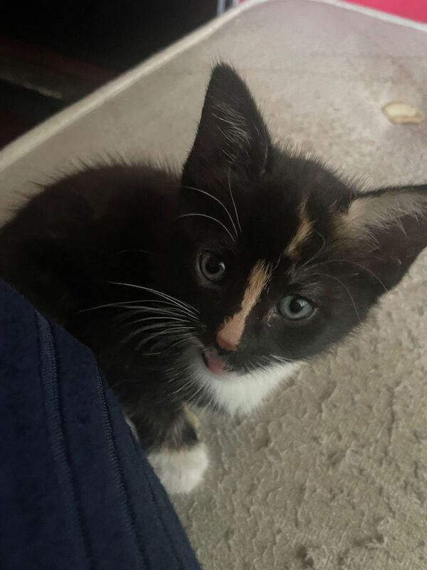 beautiful female kitten for sale !!! - Image 3 of 3