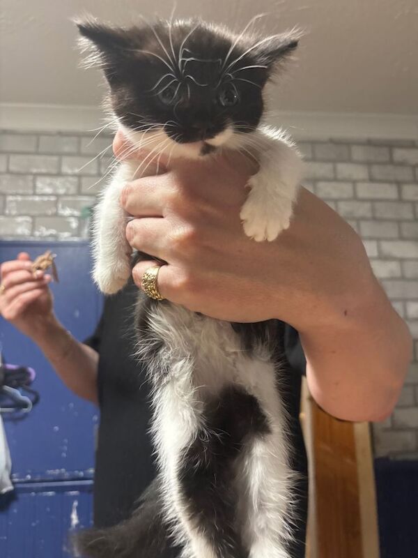 British Shorthair kittens for sale in Witham, Essex – 8 weeks old