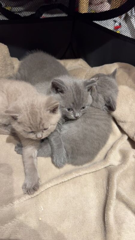 British Shorthair kittens for sale in Kingston upon Hull, East Riding of Yorkshire – 4 weeks old