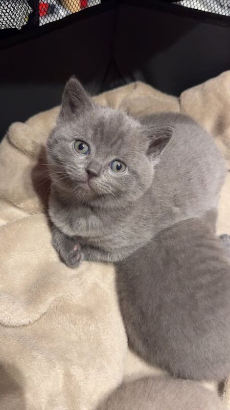 British Shorthair kittens for sale in Kingston upon Hull, East Riding of Yorkshire – 4 weeks old - Image 2 of 4