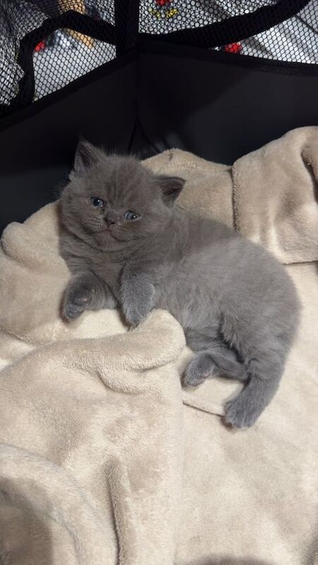 British Shorthair kittens for sale in Kingston upon Hull, East Riding of Yorkshire – 4 weeks old - Image 3 of 4