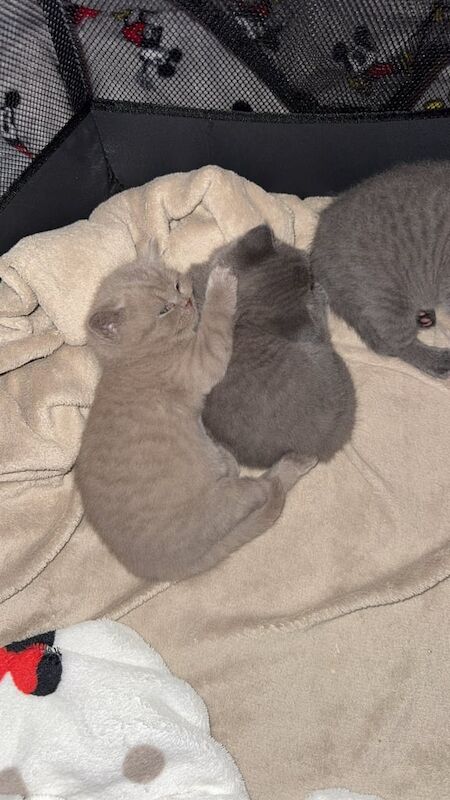 British Shorthair kittens for sale in Kingston upon Hull, East Riding of Yorkshire – 4 weeks old - Image 4 of 4