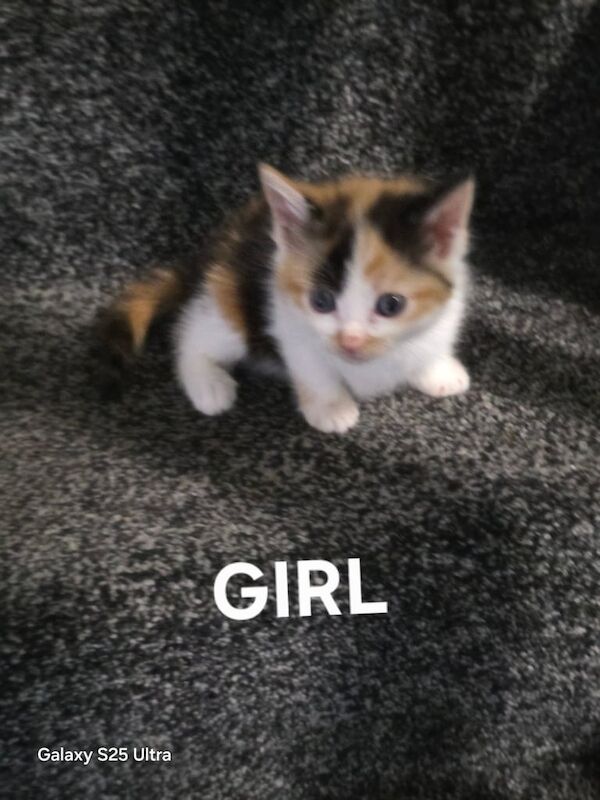 British Shorthair kittens for sale in Chadderton, Greater Manchester – 10 weeks old - Image 3 of 5