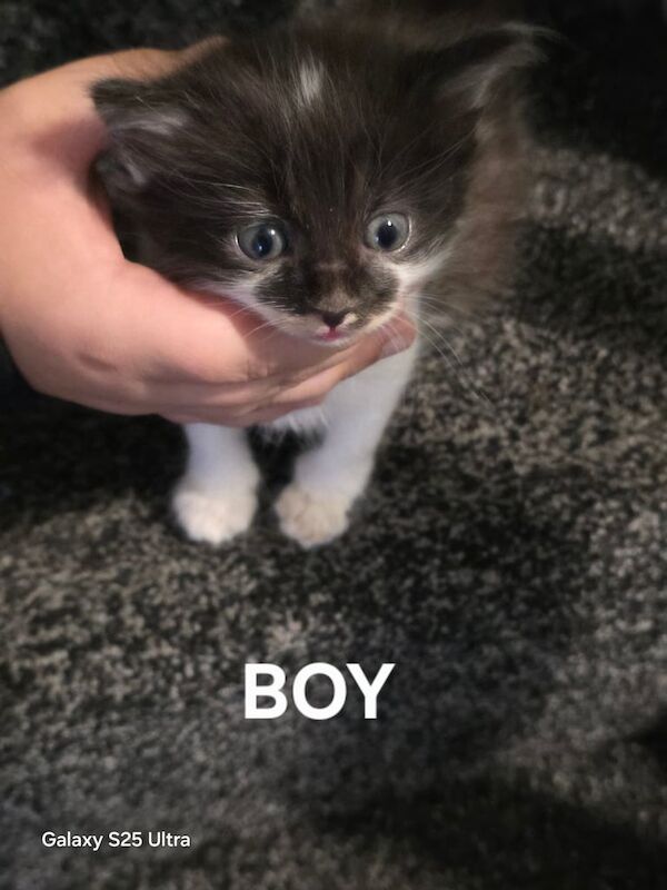 British Shorthair kittens for sale in Chadderton, Greater Manchester – 10 weeks old - Image 5 of 5