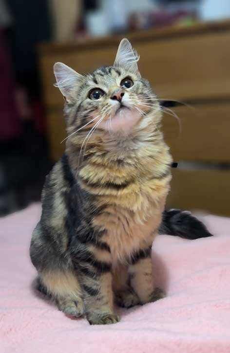 British Shorthair kittens for sale in Rusholme, Manchester – 5 months old