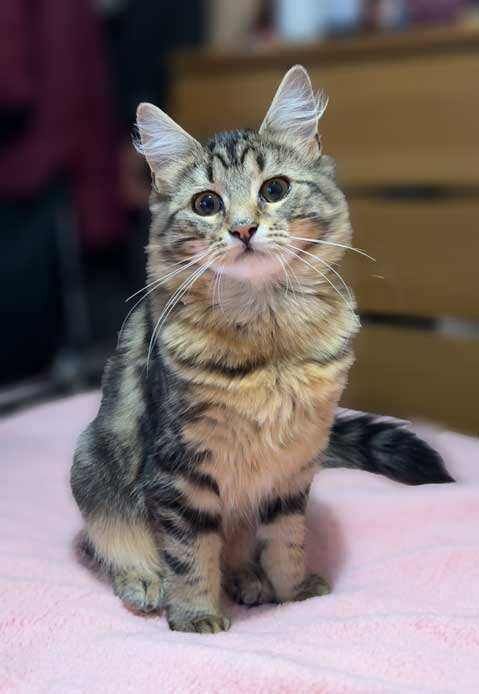 British Shorthair kittens for sale in Rusholme, Manchester – 5 months old - Image 2 of 6