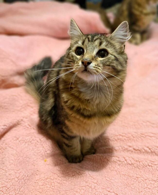 British Shorthair kittens for sale in Rusholme, Manchester – 5 months old - Image 3 of 6