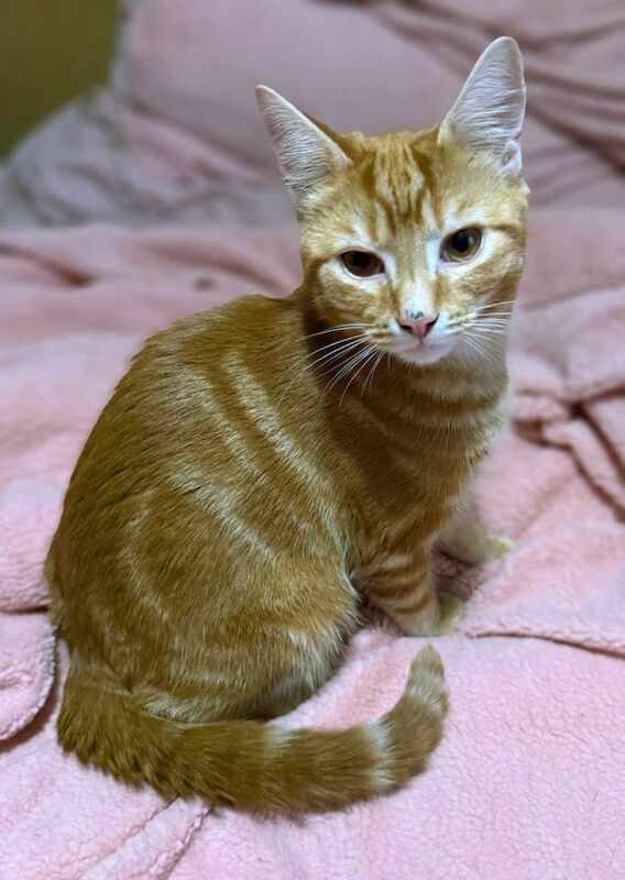 British Shorthair kittens for sale in Rusholme, Manchester – 5 months old - Image 4 of 6