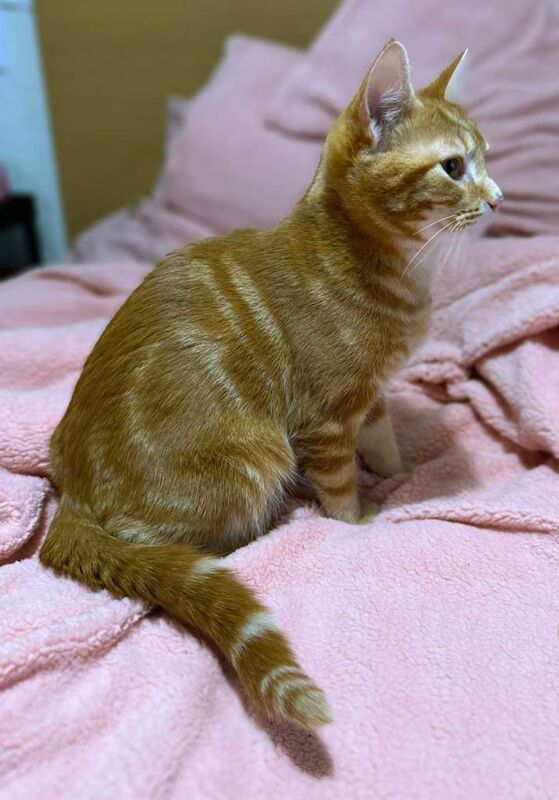 British Shorthair kittens for sale in Rusholme, Manchester – 5 months old - Image 5 of 6