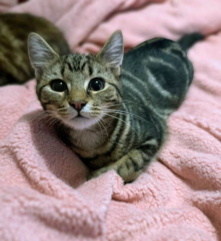 British Shorthair kittens for sale in Rusholme, Manchester – 5 months old - Image 6 of 6