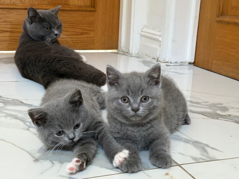 Beautiful Full Pedigree British Blue Shorthair Kittens – Loving Forever Homes Wanted