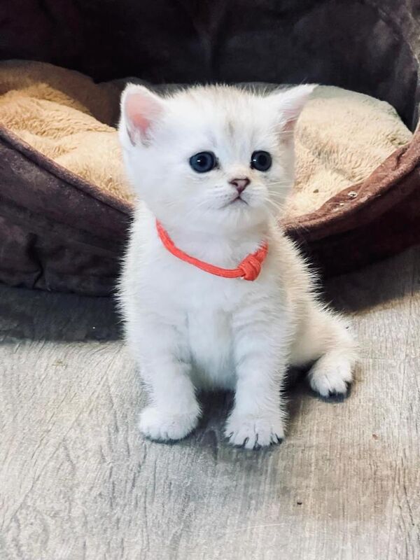 Beautiful Full-Vaccination Kittens Available - Image 2 of 4