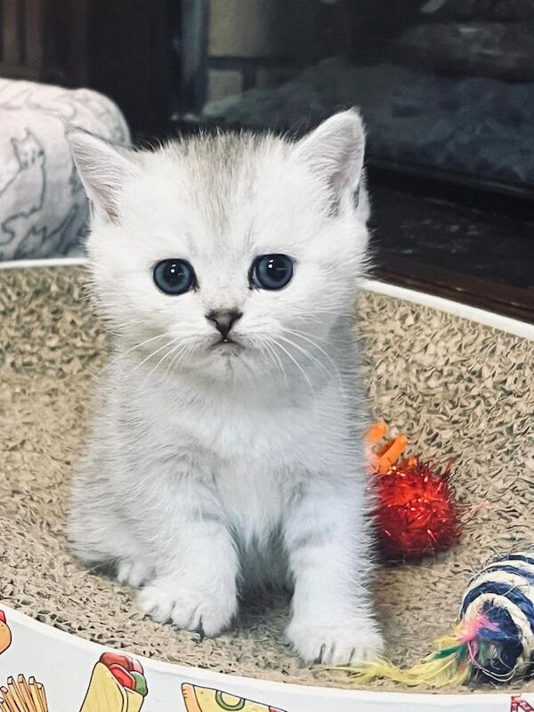 Beautiful Full-Vaccination Kittens Available - Image 3 of 4