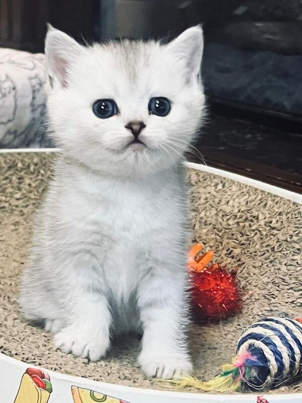 Beautiful Full-Vaccination Kittens Available - Image 4 of 4