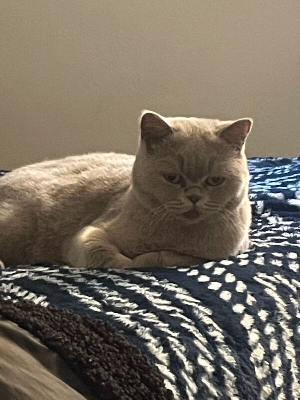 British Shorthair kittens for sale in Chadderton, Greater Manchester – 6 months old - Image 2 of 3