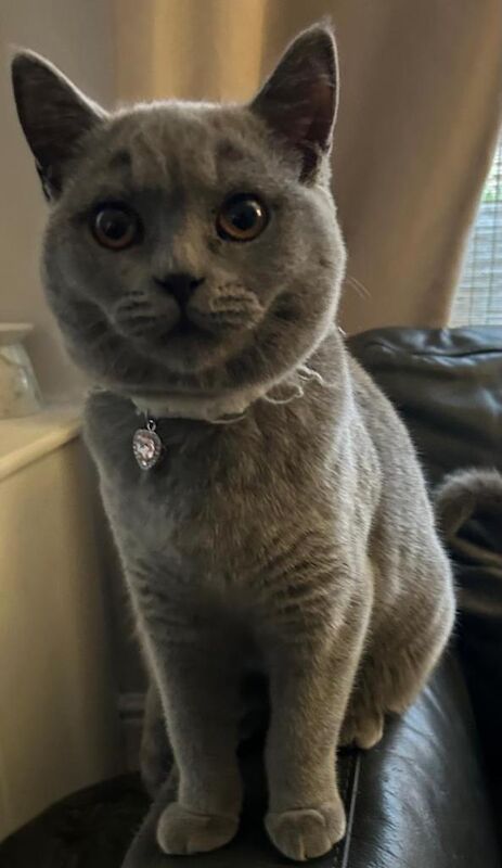 British Shorthair kittens for sale in Chadderton, Greater Manchester – 6 months old - Image 3 of 3