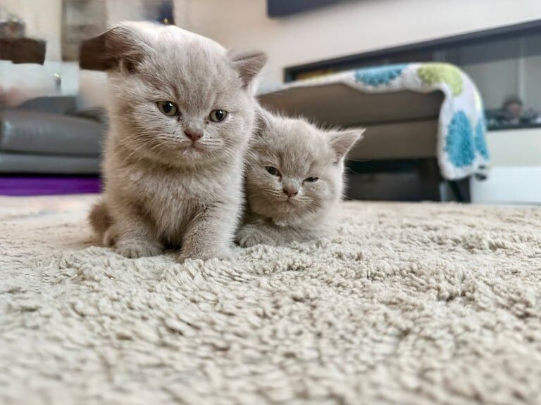 British Shorthair kittens for sale in Bargod / Bargoed, Gwent – 7 weeks old