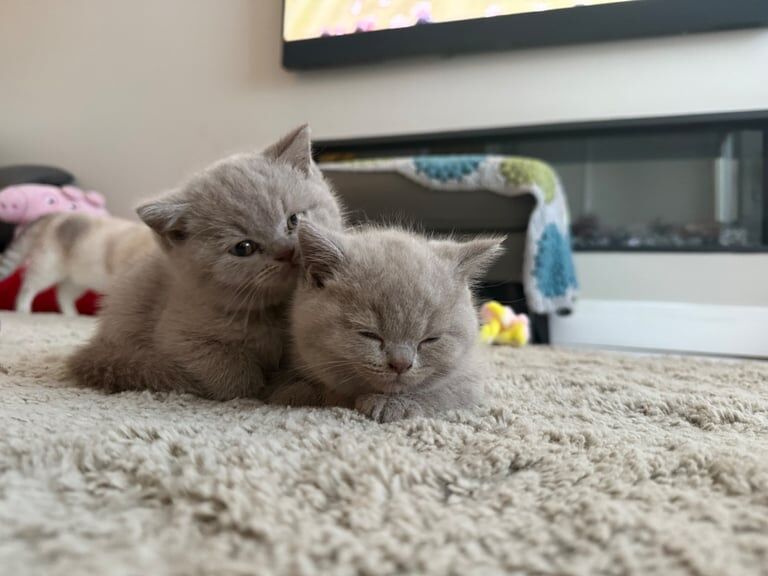 British Shorthair kittens for sale in Bargod / Bargoed, Gwent – 7 weeks old - Image 2 of 3