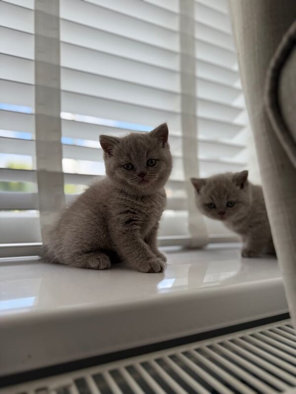 British Shorthair kittens for sale in Bargod / Bargoed, Gwent – 7 weeks old - Image 3 of 3