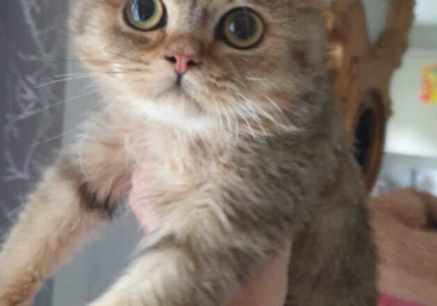 Beautiful GCCF Registered BSH Kitten. - Image 2 of 2