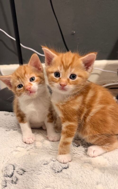 Beautiful Ginger Kittens – Looking for Loving Homes