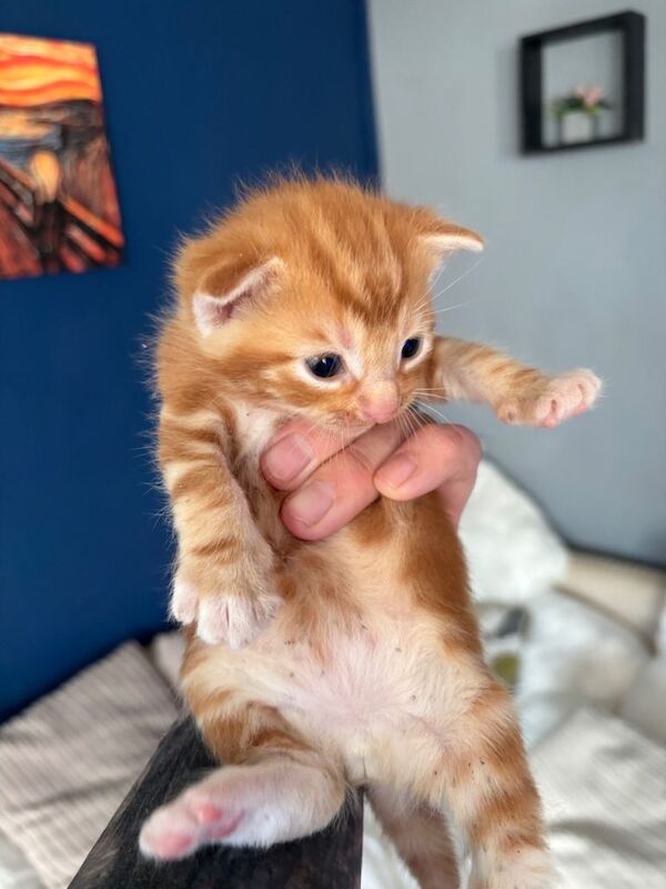 Beautiful ginger kittens - Image 3 of 6