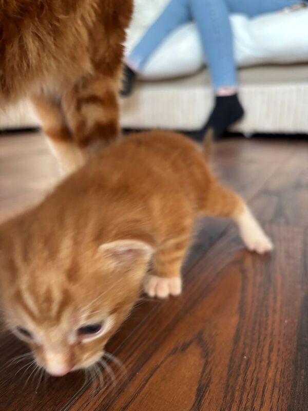 Beautiful ginger kittens - Image 4 of 6