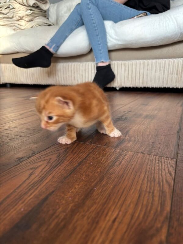 Beautiful ginger kittens - Image 5 of 6