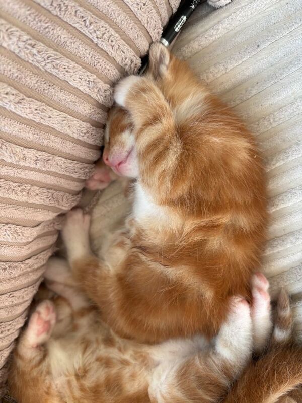 Beautiful ginger kittens - Image 6 of 6