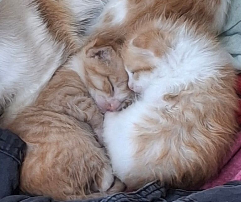 Beautiful ginger kittens for sale in Dungannon, County Tyrone