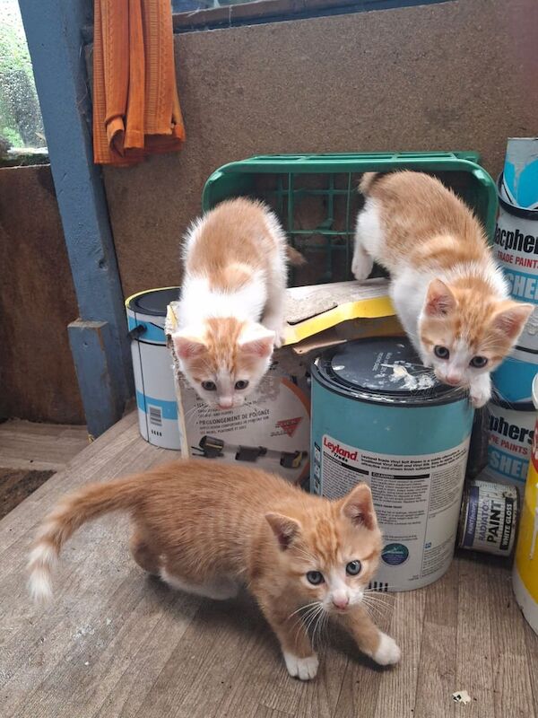 Beautiful ginger kittens for sale in Dungannon, County Tyrone | Image 2