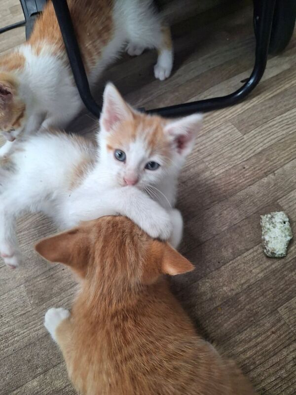 Beautiful ginger kittens for sale in Dungannon, County Tyrone | Image 3