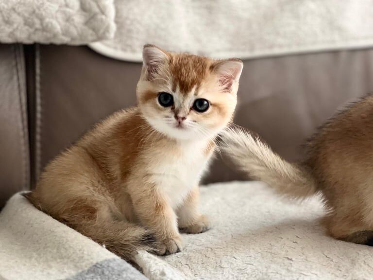 British Shorthair kittens for sale in Walthamstow, Greater London – 7 weeks old