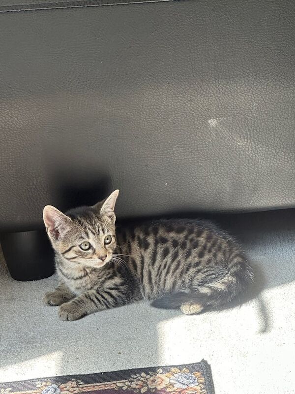 Beautiful girl needs loving home for sale in Whitechapel, Greater London