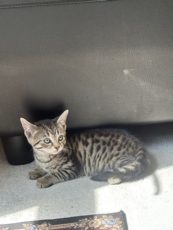 British Shorthair kittens for sale in Whitechapel, Greater London – 9 months old - Image 2 of 3