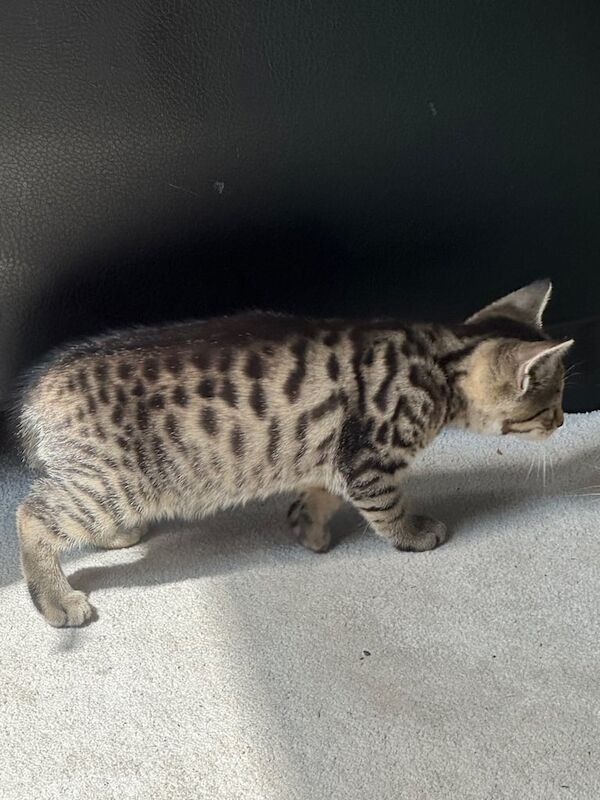 British Shorthair kittens for sale in Whitechapel, Greater London – 9 months old - Image 3 of 3