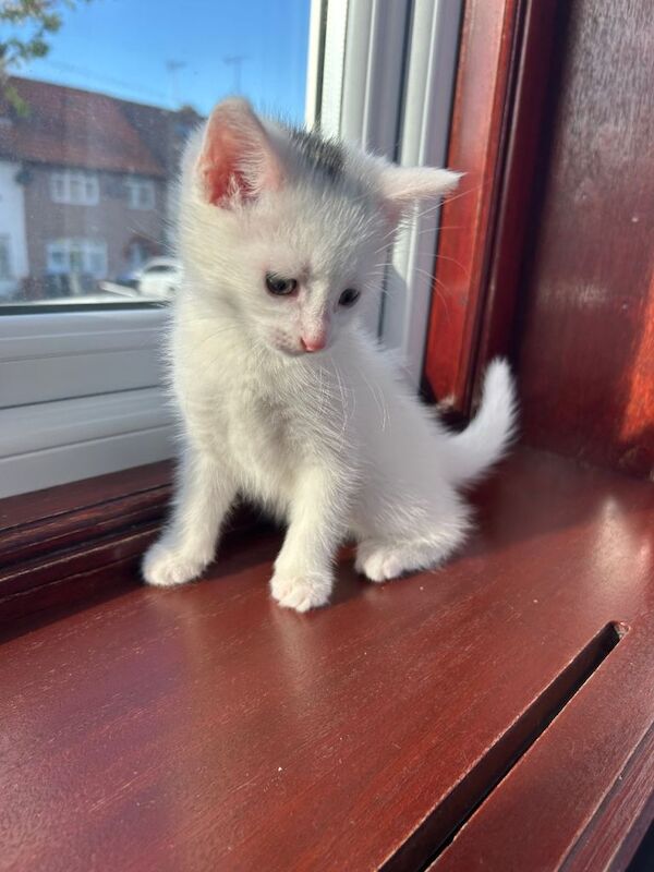 Beautiful green eyed white kitten - Image 2 of 4
