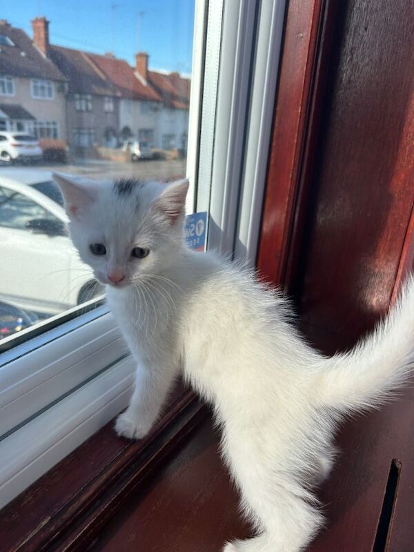 Beautiful green eyed white kitten - Image 4 of 4