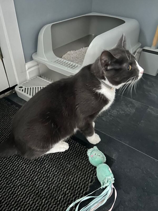 British Shorthair kittens for sale in Mexborough, South Yorkshire – 1 year old - Image 2 of 5