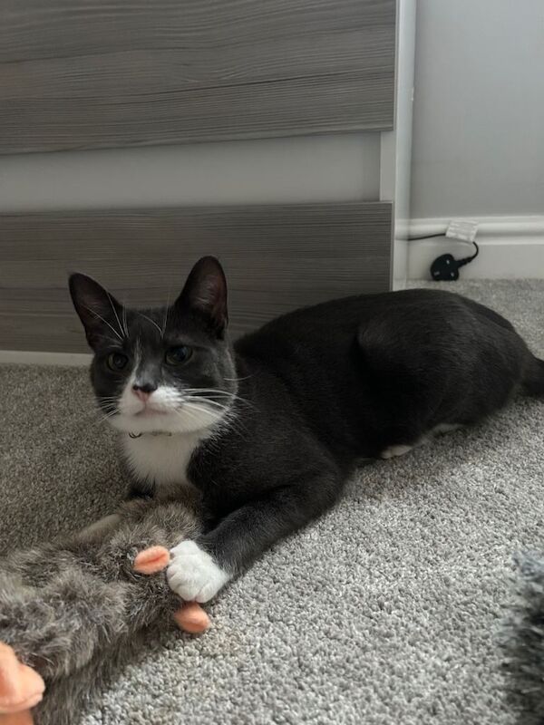 British Shorthair kittens for sale in Mexborough, South Yorkshire – 1 year old - Image 3 of 5